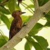 Datel rezavy - Micropternus Celeus Picus brachyurus - Rufous Woodpecker 7192
